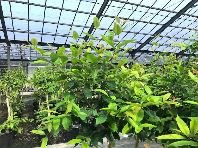 アマゾンオリーブの葉