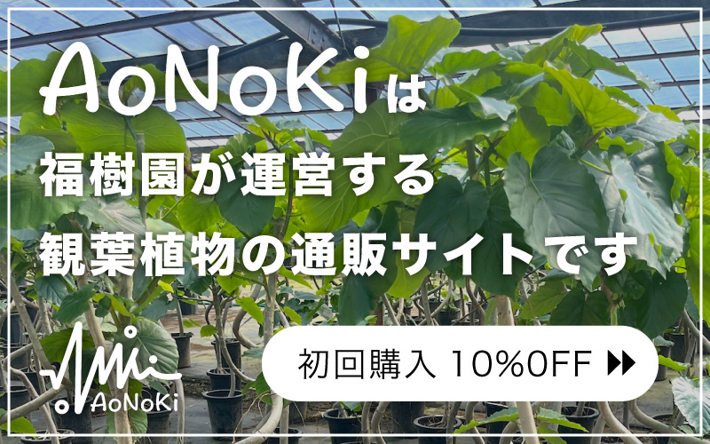aonoki