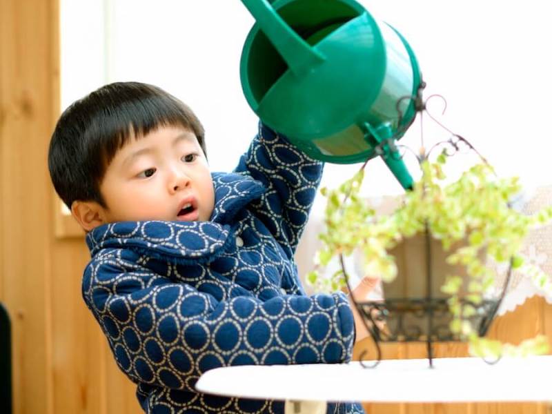 観葉植物の水やり