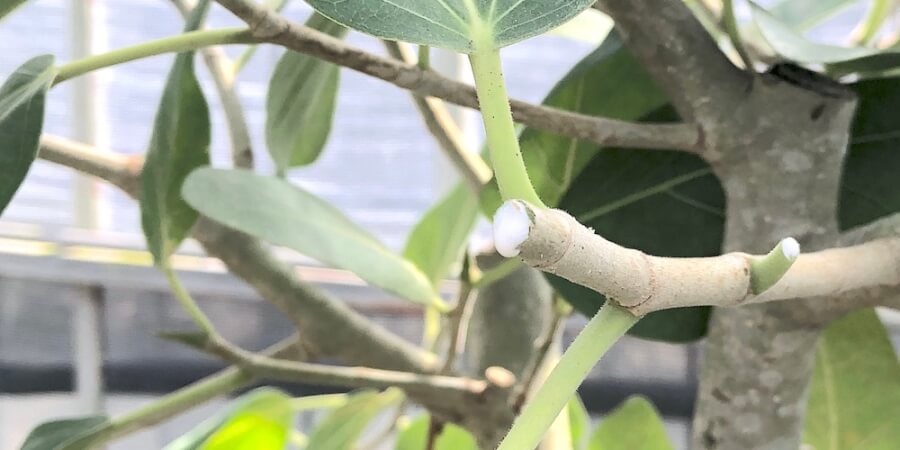 ベンガレンシスの樹液が付かないように