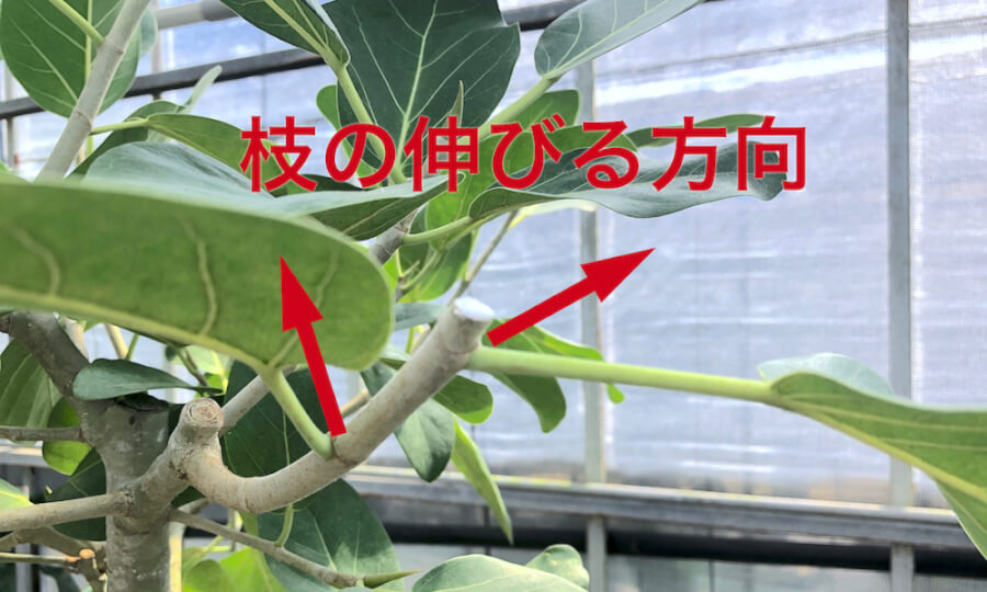 枝の伸びる方向を意識する