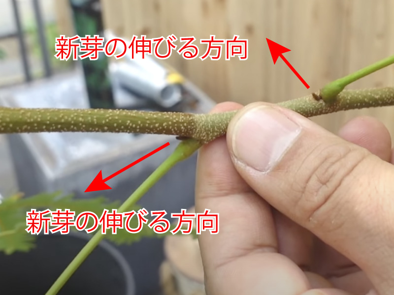 失敗しないエバーフレッシュの剪定方法 福樹園 沖縄最大の観葉植物生産者