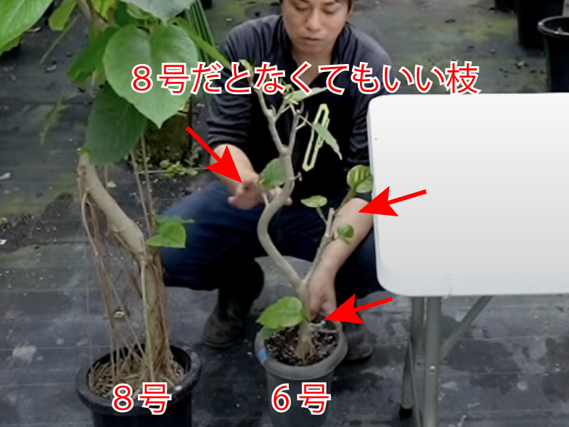ウンベラータの育て方