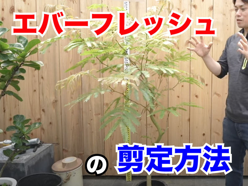 エバーフレッシュの剪定方法