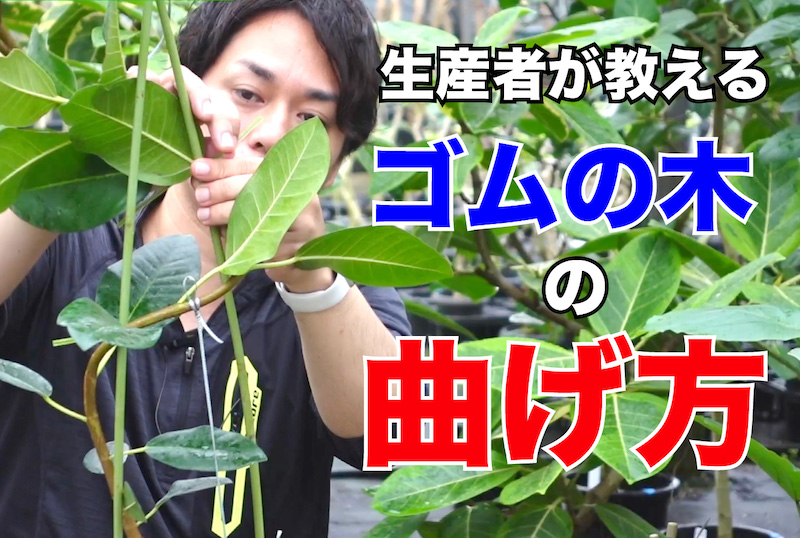 ゴムの木の曲げ方を紹介します 福樹園 沖縄最大の観葉植物生産者