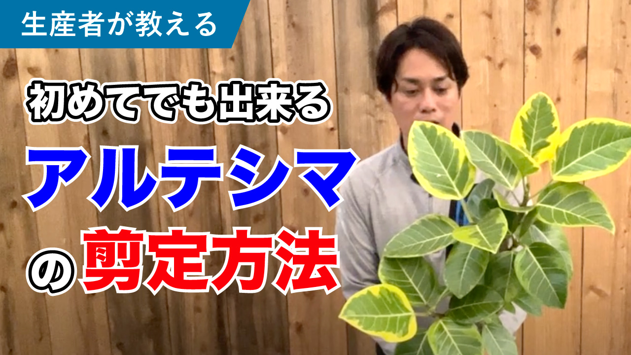 アルテシマ ゴムの木 の剪定方法 福樹園 沖縄最大の観葉植物生産者