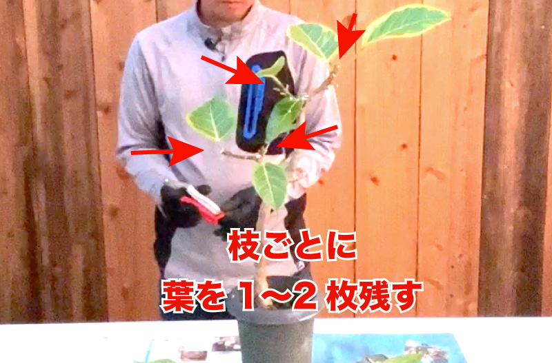 アルテシマ ゴムの木 の剪定方法 福樹園 沖縄最大の観葉植物生産者