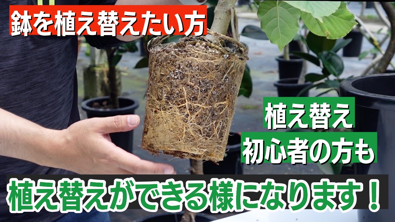 ウンベラータ ゴムの木 の植え替え方法 福樹園 沖縄最大の生産者