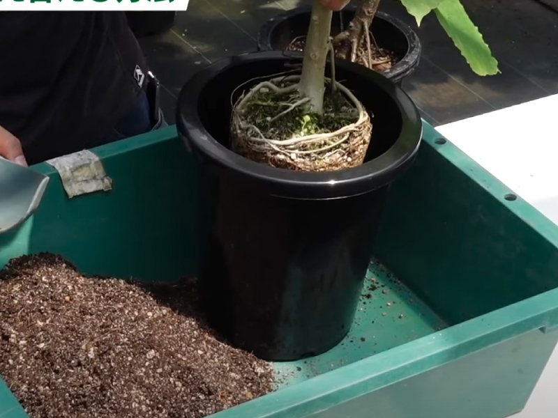 ウンベラータ（ゴムの木）を植え替える