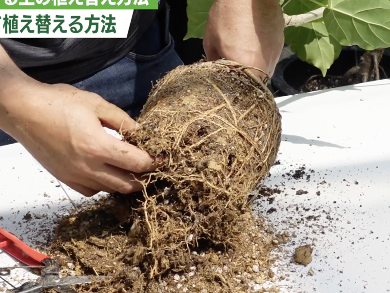 ウンベラータ（ゴムの木）の根を崩す